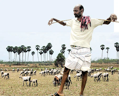 ஆடோடி வாழ்க்கை!
