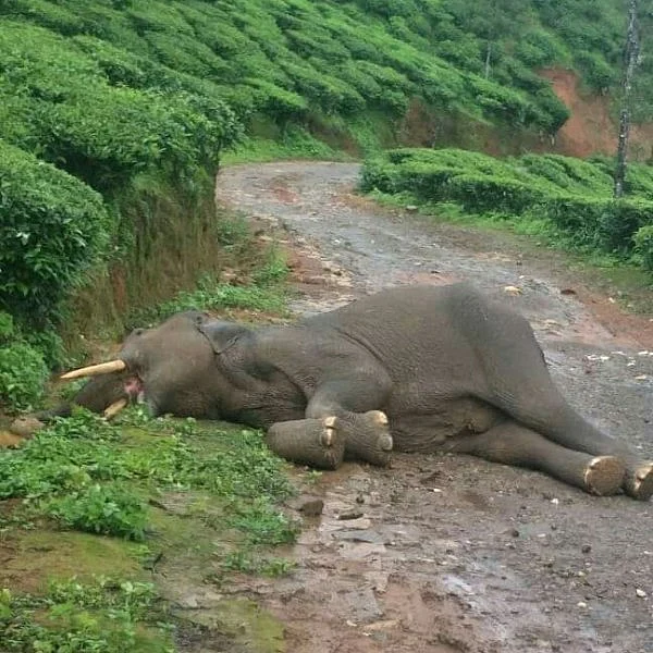 ஒரே மாதத்தில் 3 யானைகளை காவு வாங்கிய பன்றிக்காய்! - ஒரு கும்கி உருவாகும் கதை அத்தியாயம் 18