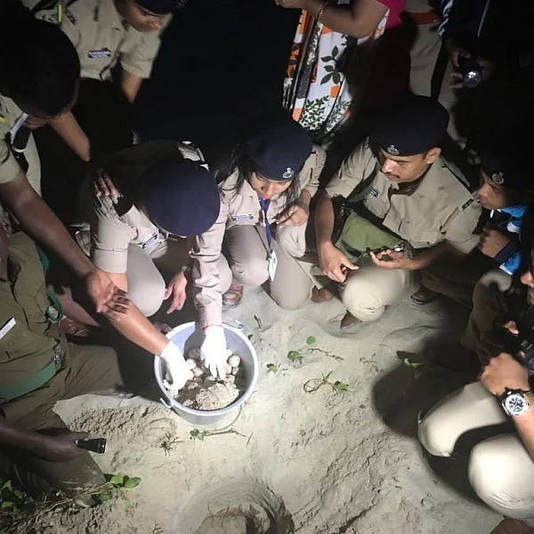 ராமேஸ்வரத்தில் ஆமை முட்டை சேகரிப்புப் பணியில் ஈடுபட்ட பயிற்சி வனச்சரகர்கள்!