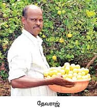 ஏற்றம் தரும் எலுமிச்சை...வாரிக்கொடுக்கும் வாழை !