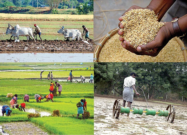 எங்கே இருந்து நமக்கு அரிசி வருது?