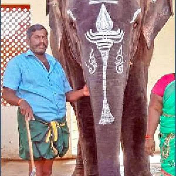 கோயில் யானைகள் வழக்கு! - இந்து அறநிலையத் துறை பதிலளிக்க நீதிமன்றம் உத்தரவு