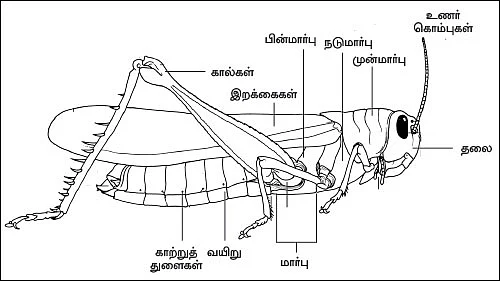 பூச்சிகளும் நம் நண்பர்களே..! - 2.0 - பூச்சிகளுக்கு எதிர்ப்புத் திறன் கொண்டவை... பாரம்பர்ய ரகங்கள்...