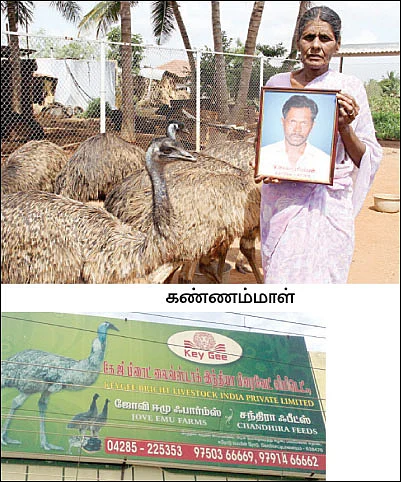 ஈமு 'ஓட்டம்' ஆரம்பம்...