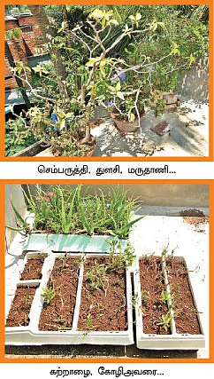 மாடித்தோட்டம்