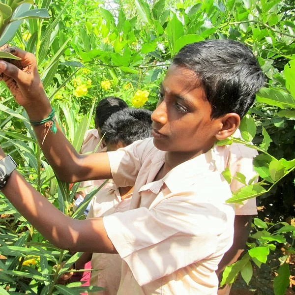 ஒட்டு கட்டுதல், கவாத்துசெய்தல்! களத்தில் இறங்கிய அரசுப் பள்ளி மாணவர்கள்