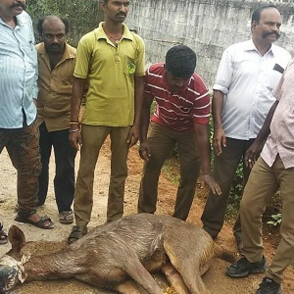 குடியிருப்புப் பகுதியில் சுற்றித்திரிந்த மிளா... வலை விரித்துப் பிடித்த வனத்துறை!