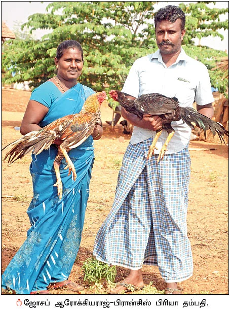 நம்பிக்கை தரும் நாட்டுக்கோழி வளர்ப்பு! - 25 சென்ட் நிலம்... ஆண்டுக்கு ரூ 3 லட்சம்