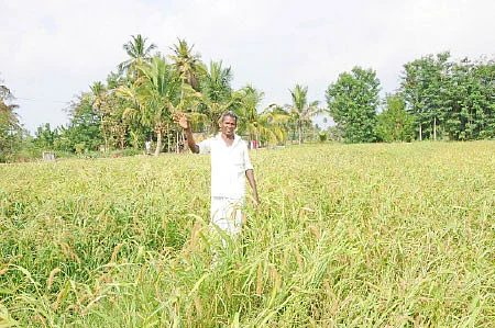 திருப்தியான மகசூல் கொடுக்கும் தினை!