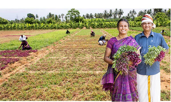 இயற்கைக் கீரை... ஒரு ஏக்கர்... மாதம் ரூ75,000