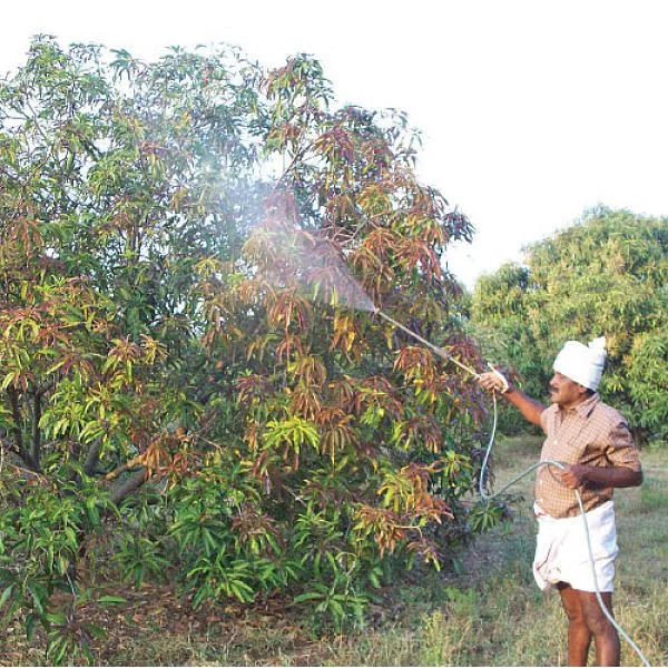 ஏன்... ஏன்? தெரிவோம்... தெளிவோம்! - குலைநோயை எப்படித் தடுப்பது?