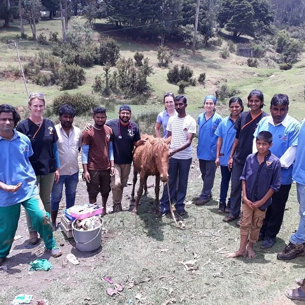 சதுப்பு நிலத்தில் சிக்கி காயமடைந்த குதிரையைக் காப்பாற்றிய கால்நடை சேவை அமைப்பு!