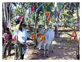 தஞ்சாவூரான்