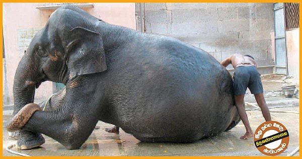 ருக்கு எங்கள் செல்லம்!