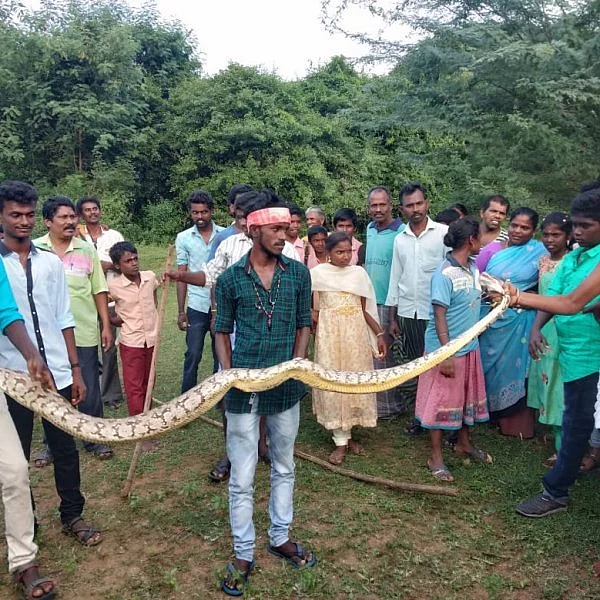 வயல்வெளியில் தஞ்சமடைந்த மலைப்பாம்பு! - பத்திரமாக மீட்ட இளைஞர்கள்