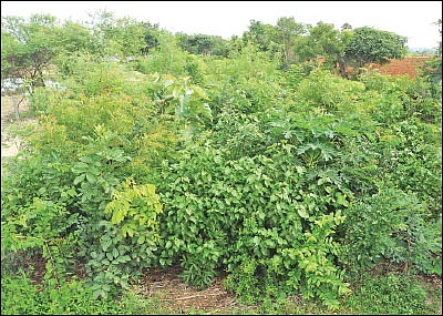 மியாவாக்கி... மரம் வளர்ப்பின் அடுத்தகட்டம்! - குறைந்த இடத்தில் அதிக மரங்கள்!
