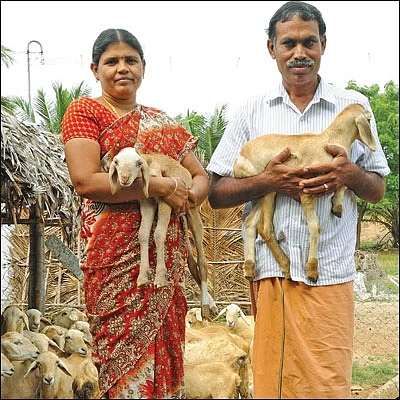 பஞ்சகவ்யா! - 21 - விளைச்சலைக் கூட்டும் ‘பஞ்சாமிர்த’ பஞ்சகவ்யா!