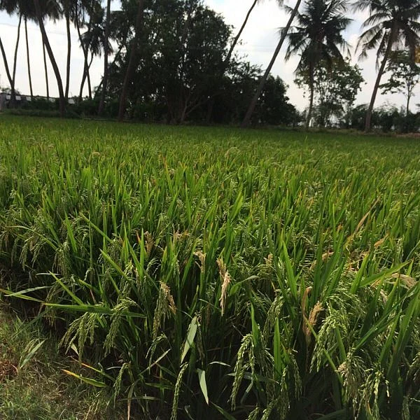 ’கடைமடையில் மழை’- சம்பா சாகுபடி விவசாயிகள் மகிழ்ச்சி