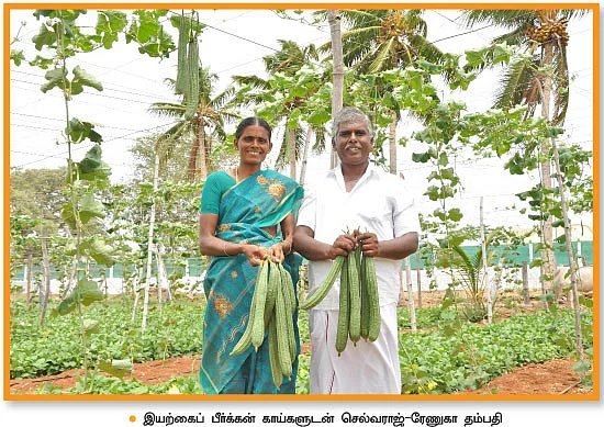 இயற்கைப் பீர்க்கன்...1 ஏக்கர்... 130 நாள்... ரூ1,60,000