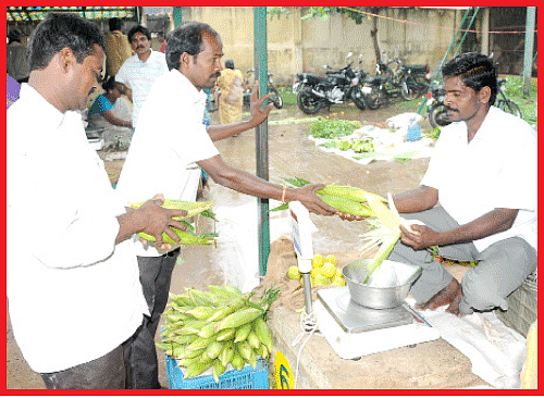 இனிப்பான லாபம் கொடுக்கும் 'ஸ்வீட் கார்ன்’