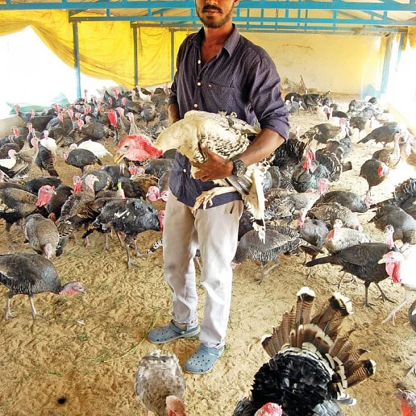 வளமான வருமானம் தரும் வான்கோழி வளர்ப்பு! - 300 வான்கோழிகள்... ரூ. 2,40,000 வருமானம்!