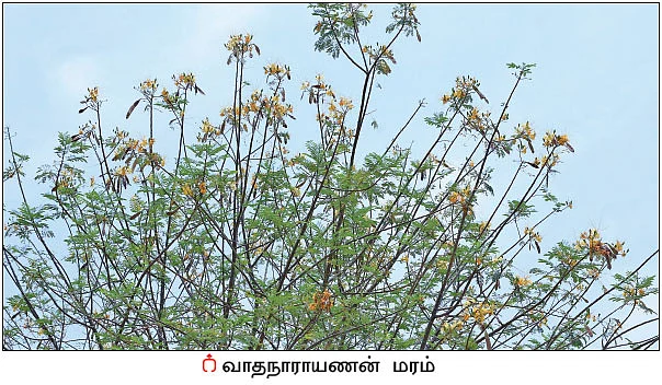 நல்மருந்து தெரிந்த செடிகள்... தெரியாத பயன்கள்! - 16
