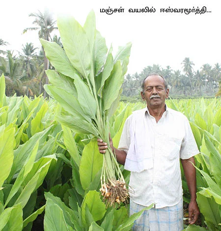 மஞ்சள் மகிமை!