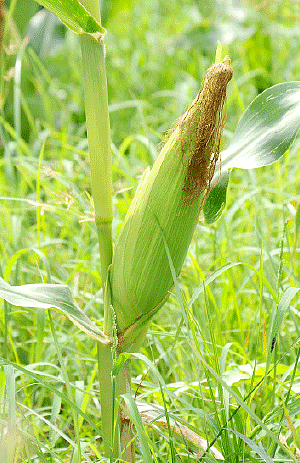 இனிப்பான லாபம் கொடுக்கும் 'ஸ்வீட் கார்ன்’