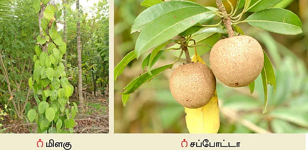 ஒரு ஏக்கர் நிலத்தில் இரண்டரை லட்சம்... செலவில்லா வருமானம்!