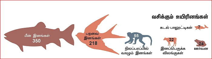 அந்தமான் அம்பு சொல்வது என்ன?