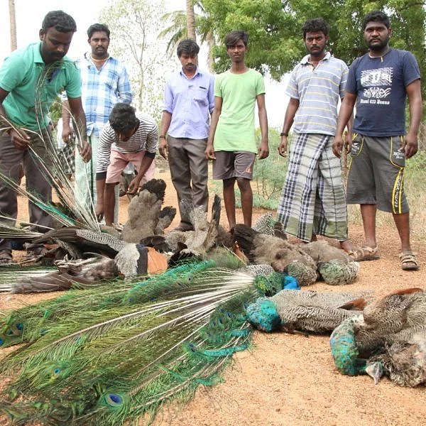 ஆடு மேய்க்கச் சென்றவருக்கு காத்திருந்த அதிர்ச்சி..; கொத்துக் கொத்தாய் செத்துக்கிடந்த மயில்கள்!