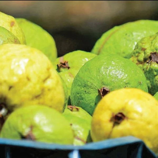 ₹4 lakhs per annum... Natural guava that sustains in spite of drought..!