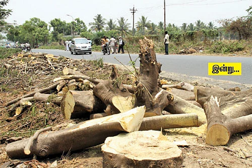மரங்கள் அற்ற நரகம் ஆகிறது கோவை!