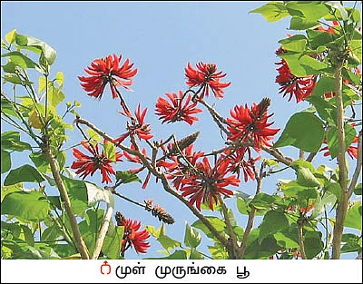 நல்மருந்து தெரிந்த செடிகள்... தெரியாத பயன்கள்! - 15