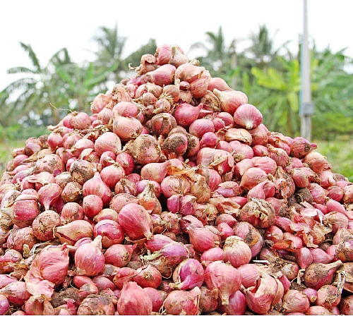 ஆடிப்பட்டம்.... ஏறுமுகத்தில் மஞ்சள்... இறங்குமுகத்தில் பருத்தி!