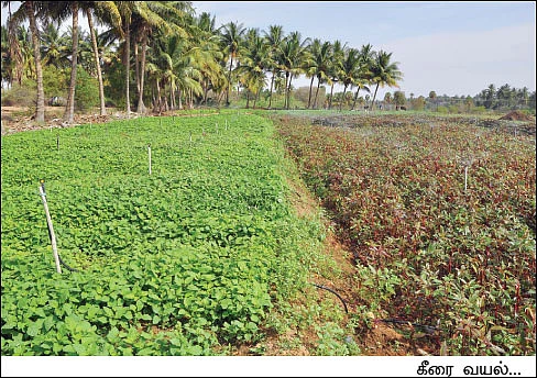 ஒரு ஏக்கர்... மாதம் 50 ஆயிரம்...