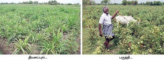 ஏக்கருக்கு 42 மூட்டை நெல்...