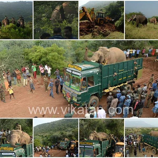 `நியாயங்கள் காயம் பட்டா பூமி தாங்குமா?' - விநாயகன் யானைப் பிரிவால் வாடும் கோவை இளைஞர்கள்!