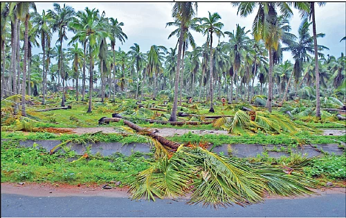 கழுகார் பதில்கள்! - ‘பூனை’யமான தேர்தல் ஆணையம்!