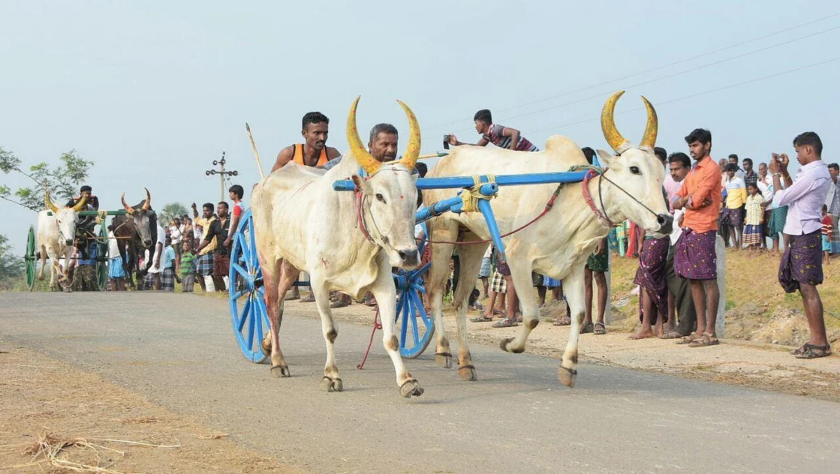 தூத்துக்குடியில் காணும் பொங்கலை முன்னிட்டு களைகட்டிய மாட்டுவண்டிப் பந்தயம்