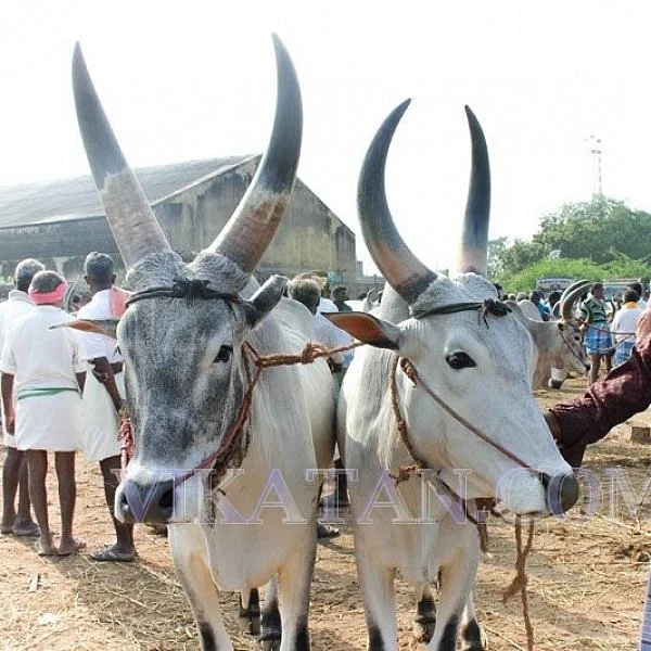 ``சுழி பாரு துண்டு போடு... விலையை முடி!’’ - மாட்டுச் சந்தையின் கதை