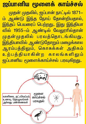 மூளை காய்ச்சலுக்கு முடிவு கட்டுவோம்!