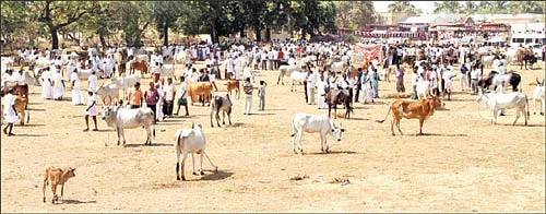 தண்டோரா - பசுமைக்குழு