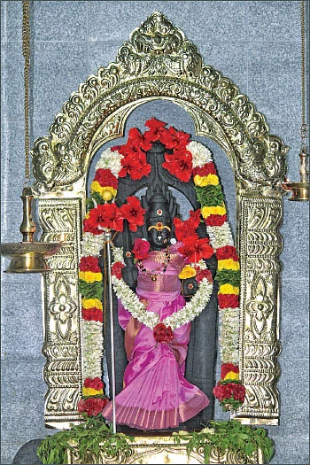 மகமாயி கோயிலில் தெய்வ விருட்சம்!