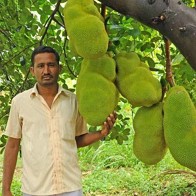பஞ்சகவ்யா - 11