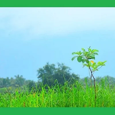 வழிகாட்டுகிறது தருமபுரி... குப்பை மேட்டை, ஏரியாக மாற்றிய இளைஞர்கள்! (வீடியோ!)