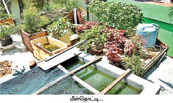மாடித்தோட்டம்