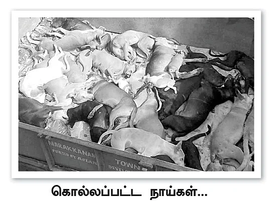 நாய்களைக் கொன்ற 'மனித நேயர்!'