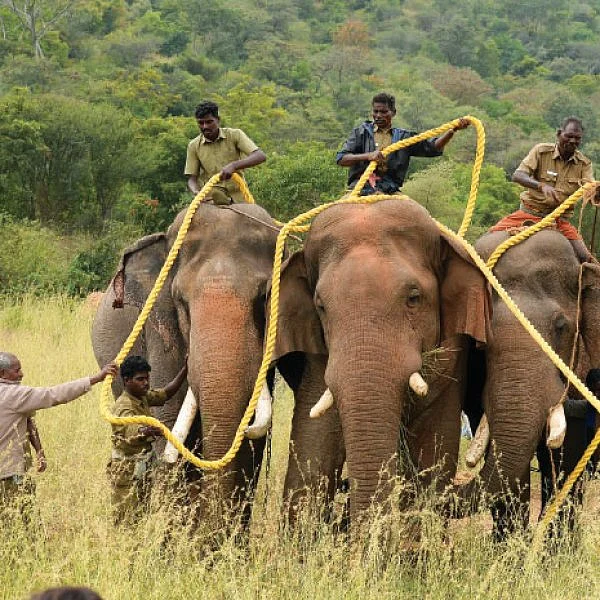 யானைகள் மீதா குற்றம்?