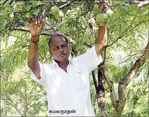 சமவெளியிலும் சபாஷ் போடும் சாத்துக்குடி !